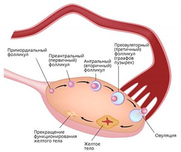 Нормальный яичник, Miofolic, Миофолик 